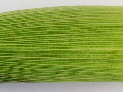 蔬菜
