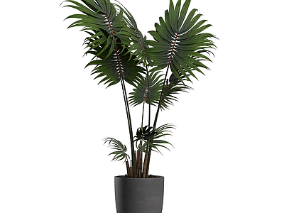 盆栽植物装饰