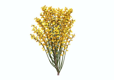 2D植物树