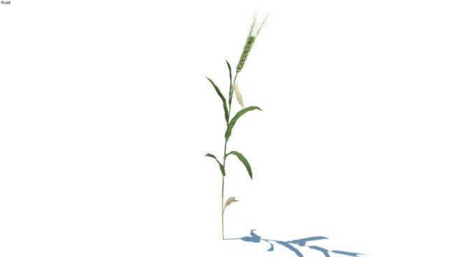 草，高聚乙烯，VRAY就绪（112） 其他 植物 画 花 螳螂