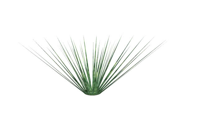 剑麻（剑麻） 铅笔 筷子 家居物品 钞票 植物