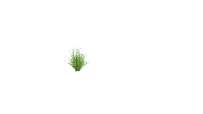 3种观赏草的金发野心 其他 植物 画 草莓 饰品
