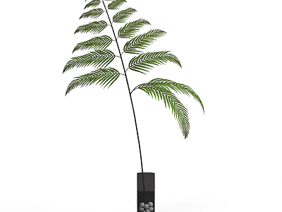 盆栽蕨类植物