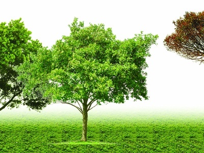 植物 树 免抠psd 树干