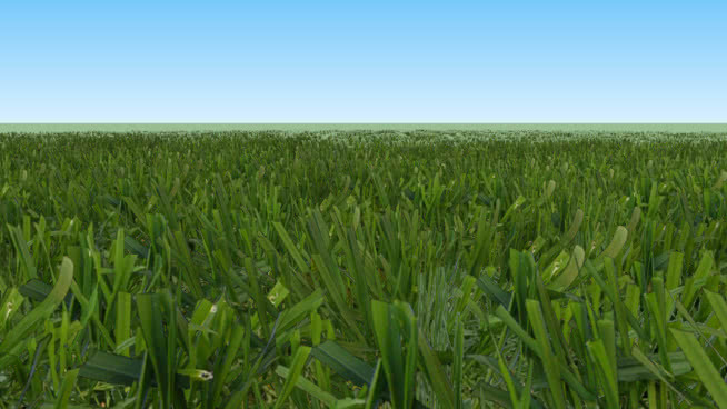 grass 田地 玉米