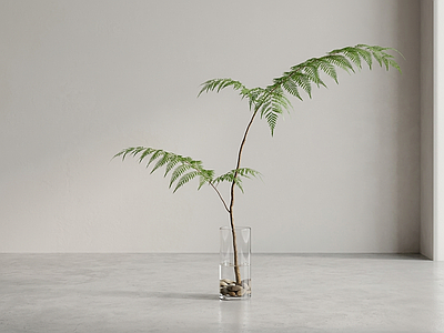 造型绿植草本植物