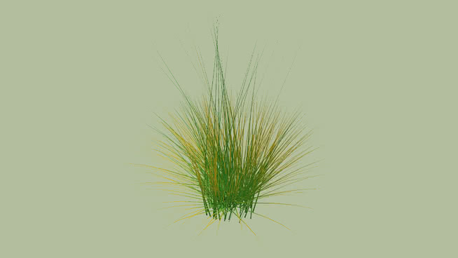 Mexican Feather Grass 迷雾 其他