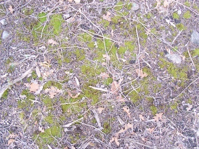 地面-草皮-0040.jpg 自然