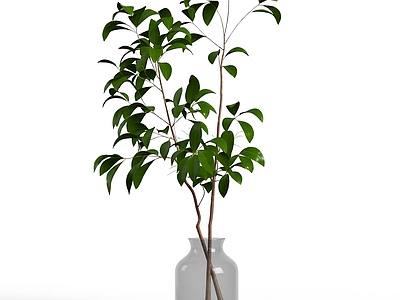 盆栽植物带花瓶
