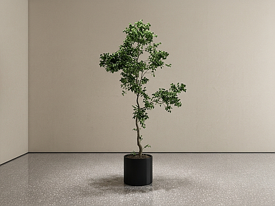造型盆栽绿植盆栽