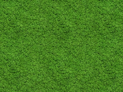 绿植墙