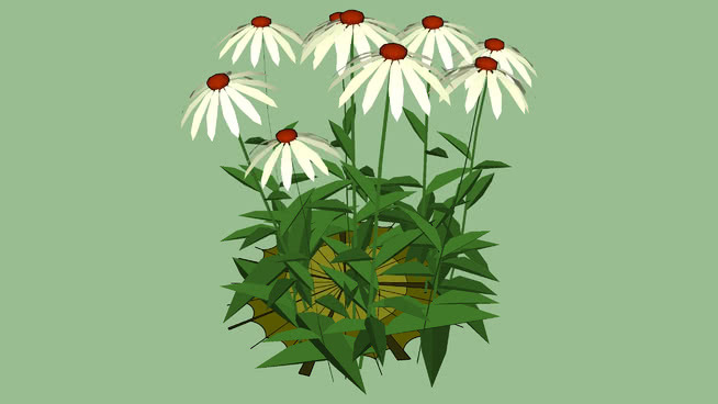 Echinacea purpurea 'White Swan' 其他 花 植物 瓢虫 雏菊