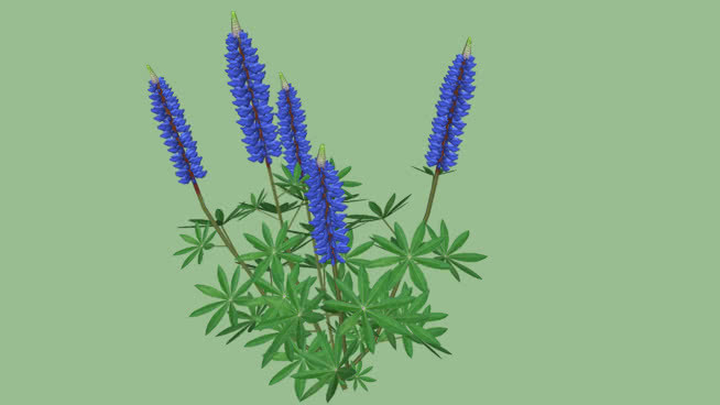 羽扇豆蓝 花 其他 刺棘蓟 短尾鹦鹉