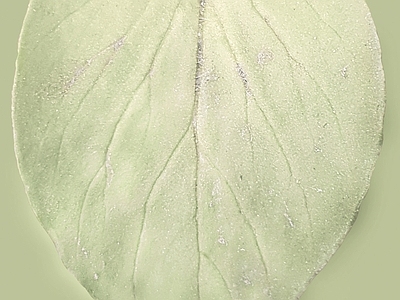 绿植墙