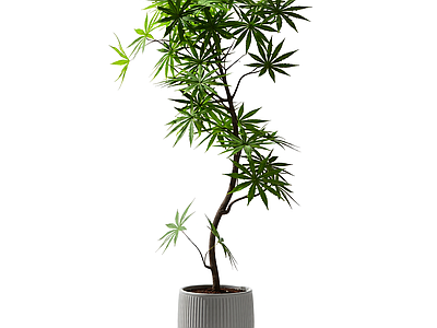 盆栽植物装饰
