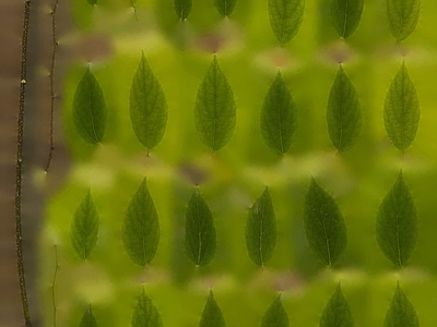 绿植墙