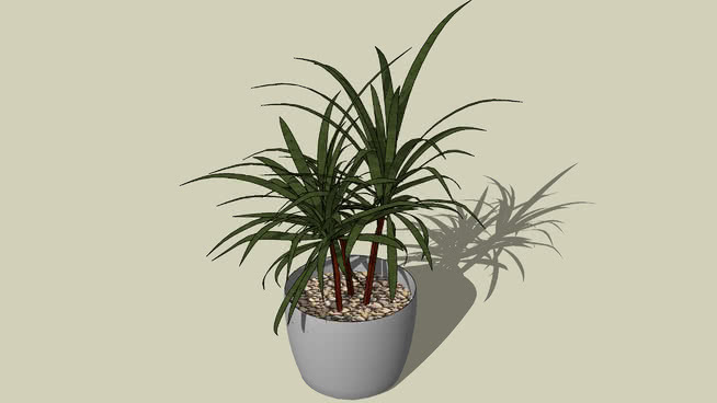 植物盆栽 花盆