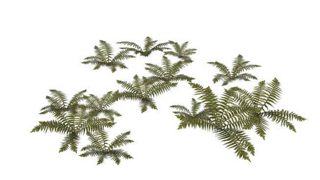 蕨类植物 沙滩 画 蜜蜂 其他
