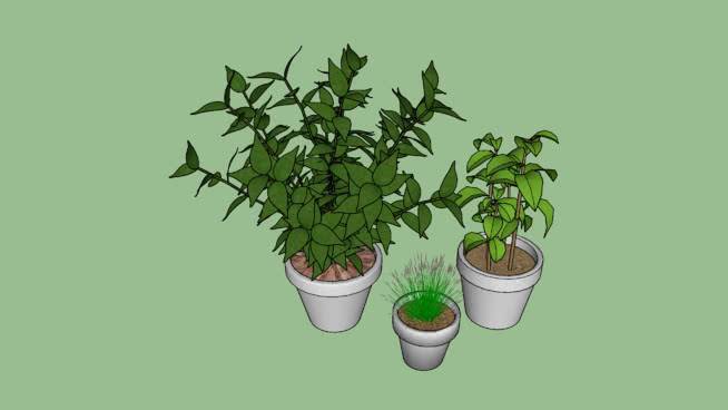 盆栽植物 其他 花盆