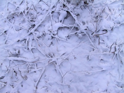 地面-雪地