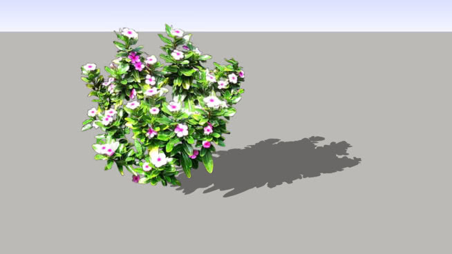 花 植物 其他 花 画 室外