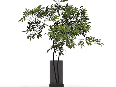 带盆绿植盆栽