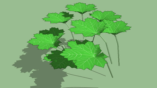魔鬼叶 植物 地图 画 其他 竹节虫