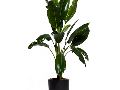 盆栽植物带花盆