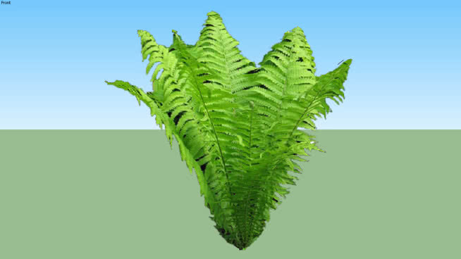 蕨类植物2D 其他