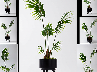 带盆绿植盆栽