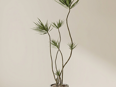 艺术绿植盆栽