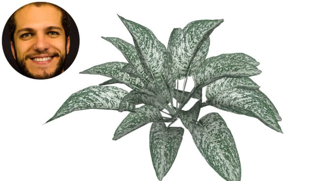 银叶大黄 画 植物 钞票 饰品 其他