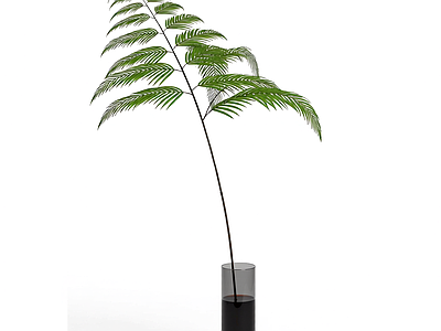 带盆蕨类植物