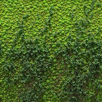 现代植物墙
