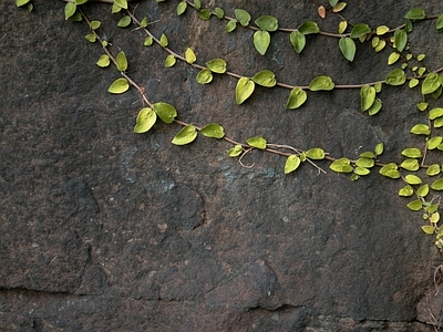 绿植墙