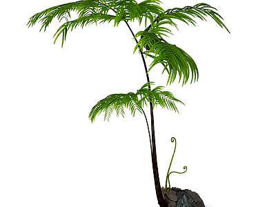 盆栽蕨类植物
