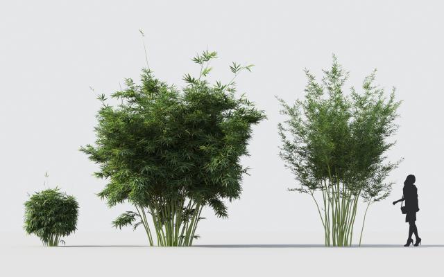 现代竹子 植物 花卉