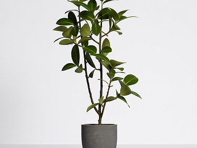 盆栽植物装饰