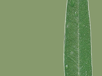 绿植墙