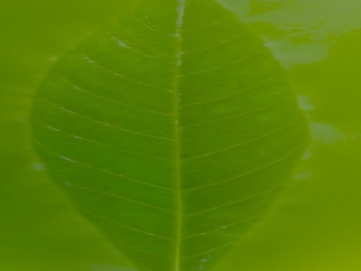 绿植墙