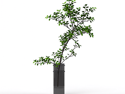 带盆枝叶盆栽