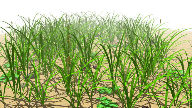 Grass 田地 草地 玉米 户外