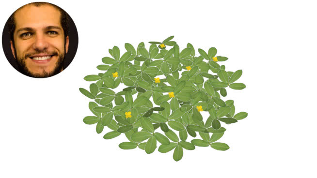 白三叶草（佛罗里达州）的花生花生花生花生球amedoim -绿色 其他 画 花 钱