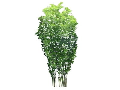 现代风格竹子