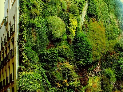 植物墙 绿植 花卉8