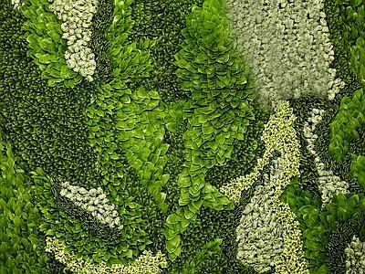 植物墙 绿植 花卉9