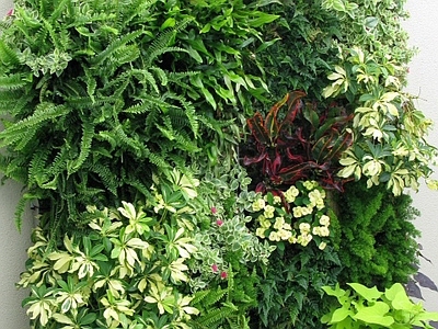 植物墙 绿植 花卉