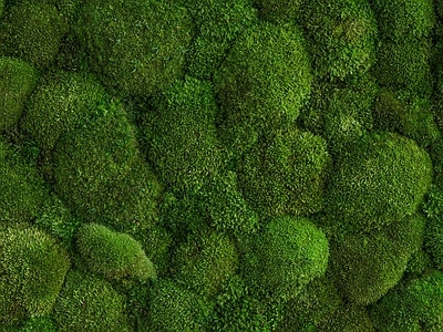 高清 现代 壁纸 壁画 墙绘 绿植墙
