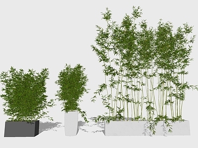 现代风格盆栽 竹子盆栽 花池