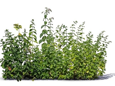 植物 叶子 树叶 绿植 花草 花贴图 草 自然元素